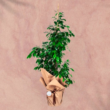 Ficus Benjamin Plant